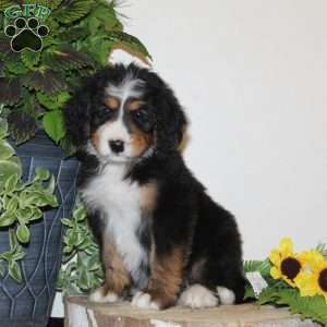 Sunshine, Bernedoodle Puppy